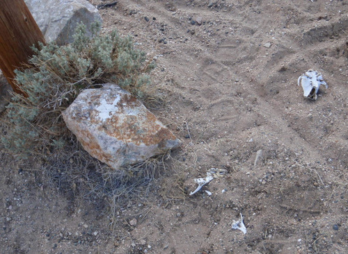 Skeletal remains of Owl Kills.